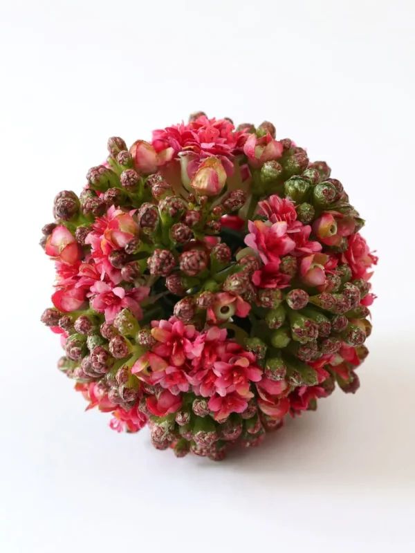 Inspire Me! Home Decor Floral Kalanchoe Orb (3 Colors)