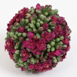 Inspire Me! Home Decor Floral Kalanchoe Orb (3 Colors)